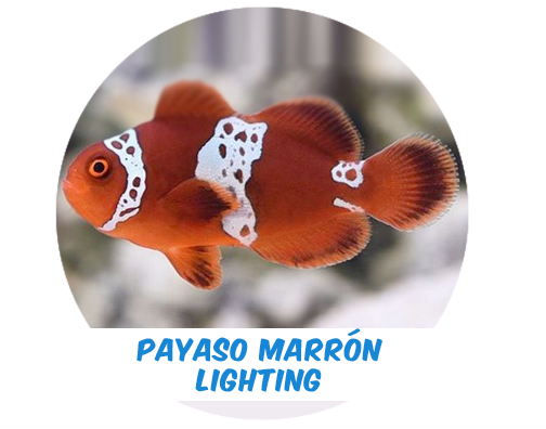 Payaso Marrón Lighting