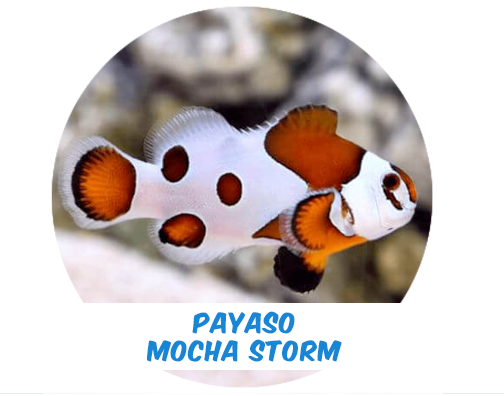 Payaso Mocha Storm