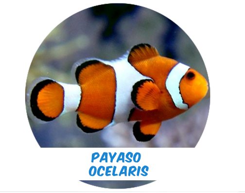 PAR Payaso Ocelaris de Criadero  Premium Ch