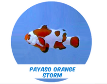 Cargar imagen en el visor de la galería, T/R Payaso Orange Storm
