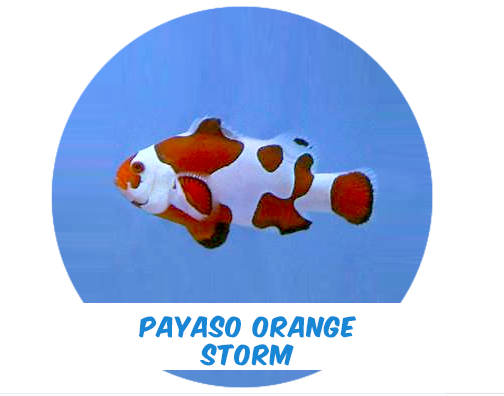 T/R Payaso Orange Storm