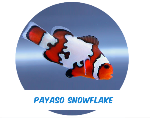 Payaso Snowflake