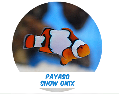 Payaso Snow Onix