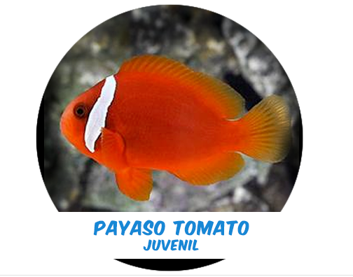 Juvenile Tomato Clown (Indo) Ch