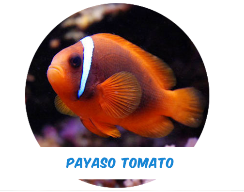 Payaso Tomato (Indo) Md