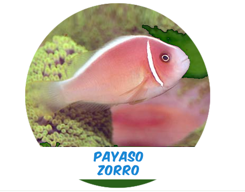 Payaso Zorro