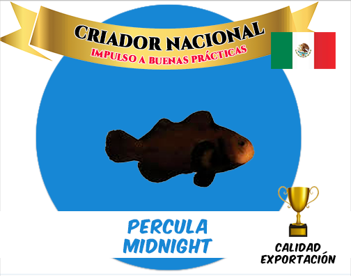 Percula Midnight