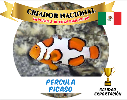 Percula Picasso