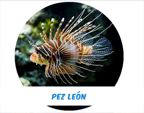 Red Lionfish (Scorpion) L