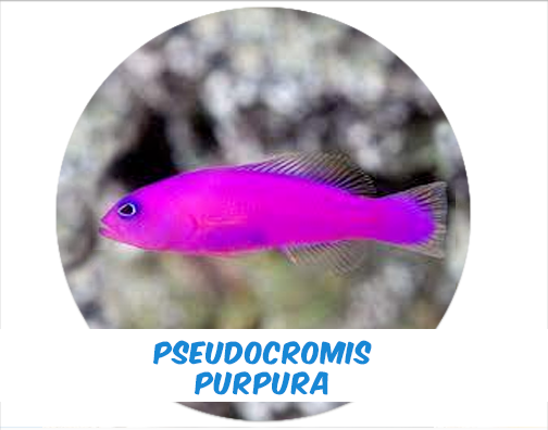 Pseudo Chromis Purple