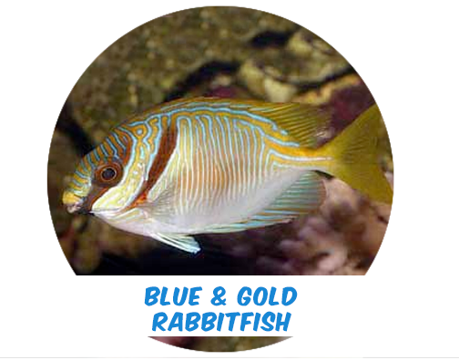 Precio Preventa * Blue & Gold Rabbit Fish