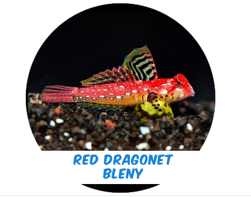 Scooter Rojo - Red Dragonet Blenny