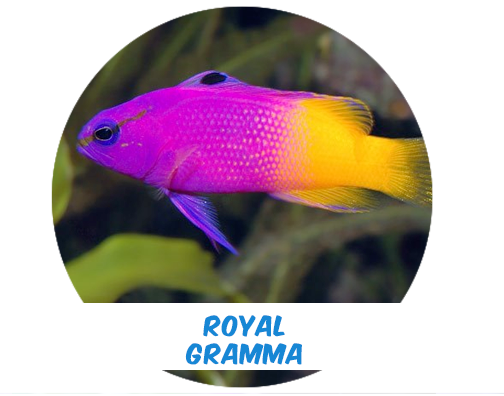 Royal Gramma