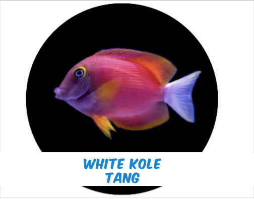 WHITE TAIL BRISTLETOOTH TANG