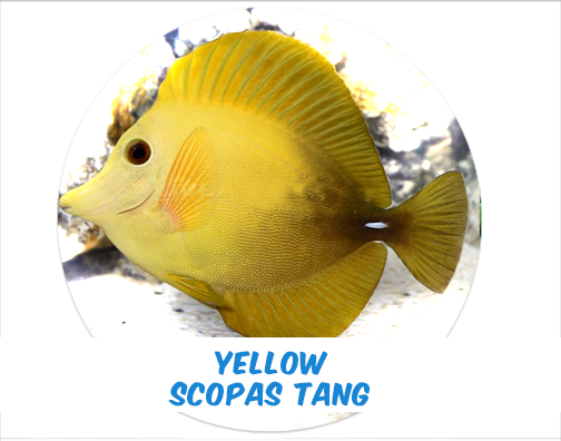 Yellow Scopas Tang