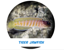 Load image into Gallery viewer, Tiger Jawfish (Bali)
